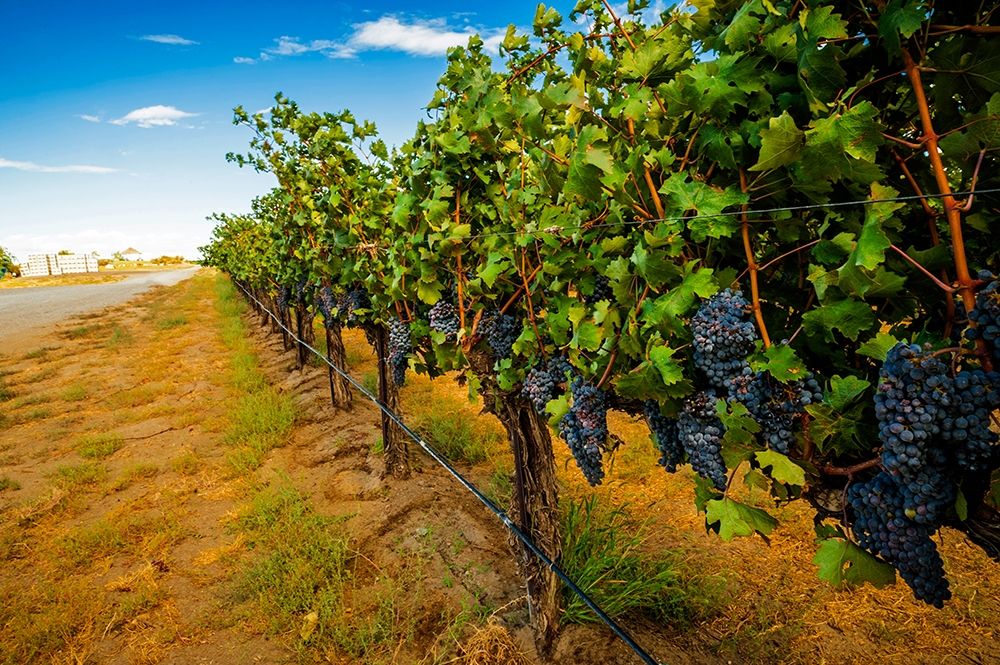 Washington State-Red Mountain Cabernet Sauvignon in Yakima Valley vineyard